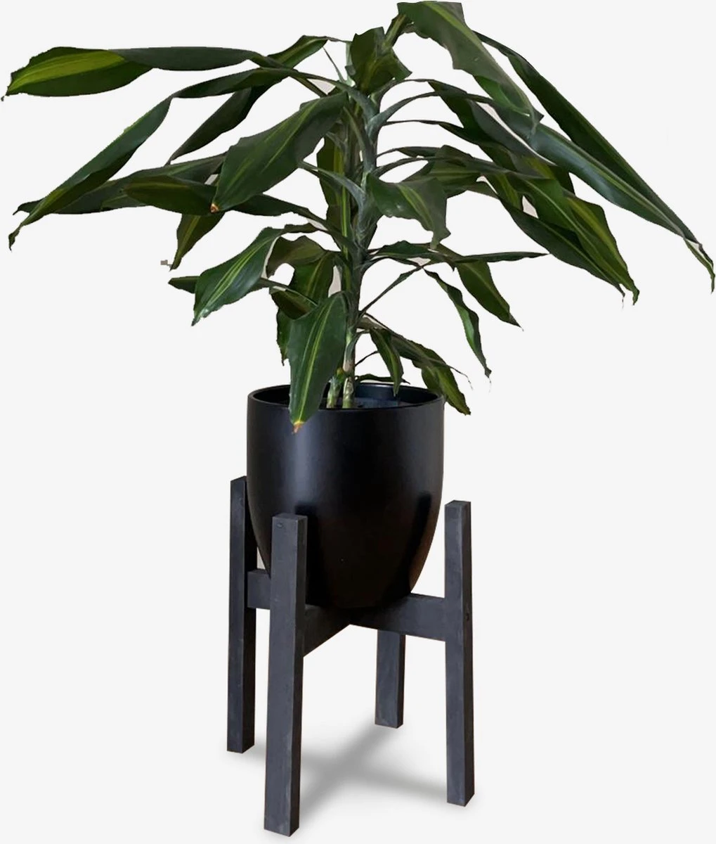 Plantenstandaard Binnen - Diameter Tot 24 Cm - Plantenkruk - Bloempotten Voor Binnen - Plantentafeltje Voor Binnen - Bloempot Standaard | Plantenstandaard - Hout - Mat Zwart 1 Plantenstandaard Binnen - Diameter Tot 24 Cm - Plantenkruk - Bloempotten Voor Binnen - Plantentafeltje Voor Binnen - Bloempot Standaard | Plantenstandaard - Hout - Mat Zwart