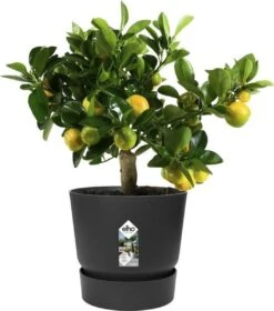 Elho Greenville Rond 30 - Grote Bloempot Voor Buiten - Gemaakt Van Gereycled Plastic - Ø 29.5 X H 27.8 Cm - Living Black -Tuinwinkel Voor Buitenartikelen 1057x1200 1
