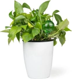 Merkloos Decopatent® 4 Stuks - Waterdruppelaar Voor Planten - Watergever - Glas - Waterbollen - Watergeefsysteem - Plantenbollen - Groen -Tuinwinkel Voor Buitenartikelen 1091x1200 1