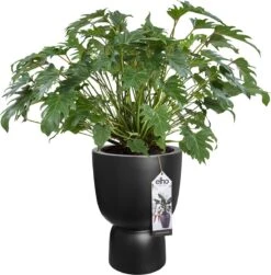 Elho Pure Coupe 35 - Bloempot Voor Binnen & Buiten - Ø 34.9 X H 49.0 Cm - Zwart/Zwart -Tuinwinkel Voor Buitenartikelen 1181x1200 2