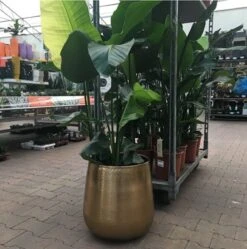 Merkloos Bloempot Karakter Goud - L 9 Merkloos Bloempot Karakter Goud - L -Tuinwinkel Voor Buitenartikelen 1191x1200 11