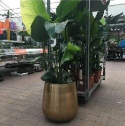 Gina Da Bloempot Karakter Goud - XL -Tuinwinkel Voor Buitenartikelen 1191x1200 8