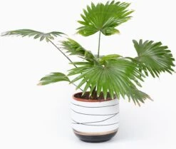 Bloempotten Binnen - Keramiek - Gouden Rand - Bloempot Buiten - Afvoergat 24 - Small Set Van 3 - 15 Cm -Tuinwinkel Voor Buitenartikelen 1200x1016