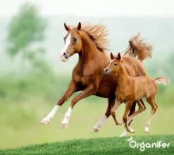 Kalk Korrel Meststof Verrijkt Met Magnesium (5Kg - Voor 100m2) Voor Dieper Bladgroen (+PH) Speciaal Voor Gazon, Perken, Moestuin En Openbaar Groen - Organifer 22 Kalk Korrel Meststof Verrijkt Met Magnesium (5Kg - Voor 100m2) Voor Dieper Bladgroen (+PH) Speciaal Voor Gazon, Perken, Moestuin En Openbaar Groen - Organifer -Tuinwinkel Voor Buitenartikelen 1200x1071