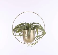 Mica Decorations Dexter Bloempot Wand - L34 X B14 X H34 Cm - Goud 10 Mica Decorations Dexter Bloempot Wand - L34 X B14 X H34 Cm - Goud -Tuinwinkel Voor Buitenartikelen 1200x1137 1