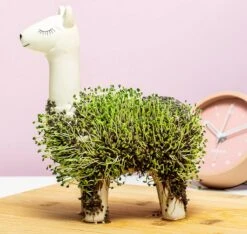 Gift Republic Lama Bloempot Met Zaadjes -Tuinwinkel Voor Buitenartikelen 1200x1137