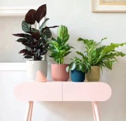 Elho Vibes Fold Rond Wielen 35 - Bloempot Voor Binnen - Ø 34.9 X H 32.4 Cm - Delicaat Roze 26 Elho Vibes Fold Rond Wielen 35 - Bloempot Voor Binnen - Ø 34.9 X H 32.4 Cm - Delicaat Roze -Tuinwinkel Voor Buitenartikelen 1200x1149 2