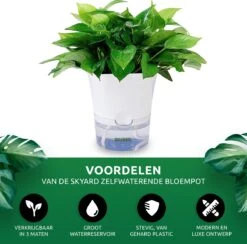SKYARD® 3 Stuks Zelfwaterende Bloempot Maat M – Milieuvriendelijk Watergeefsysteem Kamerplanten – Zelfwatergevende Pot – Bloempot Met Waterreservoir – Selfwatering Pot – Wit 18 SKYARD® 3 Stuks Zelfwaterende Bloempot Maat M – Milieuvriendelijk Watergeefsysteem Kamerplanten – Zelfwatergevende Pot – Bloempot Met Waterreservoir – Selfwatering Pot – Wit -Tuinwinkel Voor Buitenartikelen 1200x1183 4