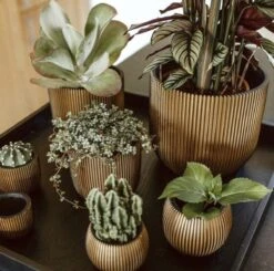 Capi Europe - Bloempot Bol Groove XL - 33x35 - Goud - Bloempot Voor Binnen - Opening ⌀28 - GVGB932 12 Capi Europe - Bloempot Bol Groove XL - 33x35 - Goud - Bloempot Voor Binnen - Opening ⌀28 - GVGB932 -Tuinwinkel Voor Buitenartikelen 1200x1191 4