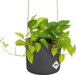 Elho B.for Swing 18 Hangpot - Bloempot Voor Binnen - Ø 18.0 X H 16.5 Cm - Zwart/Antraciet 19 Elho B.for Swing 18 Hangpot - Bloempot Voor Binnen - Ø 18.0 X H 16.5 Cm - Zwart/Antraciet -Tuinwinkel Voor Buitenartikelen 1200x1197 14