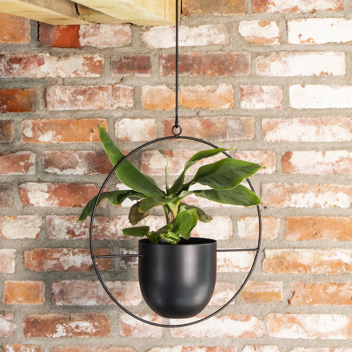 QUVIO Bloempot Hangend / Bloempotten Voor Binnen / Bloempotten / Bloempot Binnen / Bloempot Met Ophanghaak - Metaal 3 QUVIO Bloempot Hangend / Bloempotten Voor Binnen / Bloempotten / Bloempot Binnen / Bloempot Met Ophanghaak - Metaal - Afbeelding 3