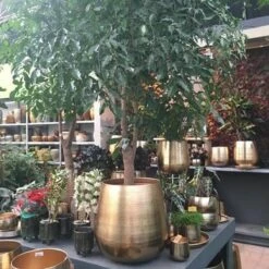 Gina Da Bloempot Karakter Goud - XL -Tuinwinkel Voor Buitenartikelen 1200x1200 1172