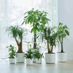 Elho B.for Soft Rond 30 - Bloempot Voor Binnen - Ø 29.5 X H 27.6 Cm - Wit 21 Elho B.for Soft Rond 30 - Bloempot Voor Binnen - Ø 29.5 X H 27.6 Cm - Wit -Tuinwinkel Voor Buitenartikelen 1200x1200 1200