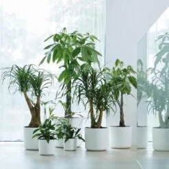 Elho B.for Soft Rond 30 - Bloempot Voor Binnen - Ø 29.5 X H 27.6 Cm - Wit 22 Elho B.for Soft Rond 30 - Bloempot Voor Binnen - Ø 29.5 X H 27.6 Cm - Wit -Tuinwinkel Voor Buitenartikelen 1200x1200 1201