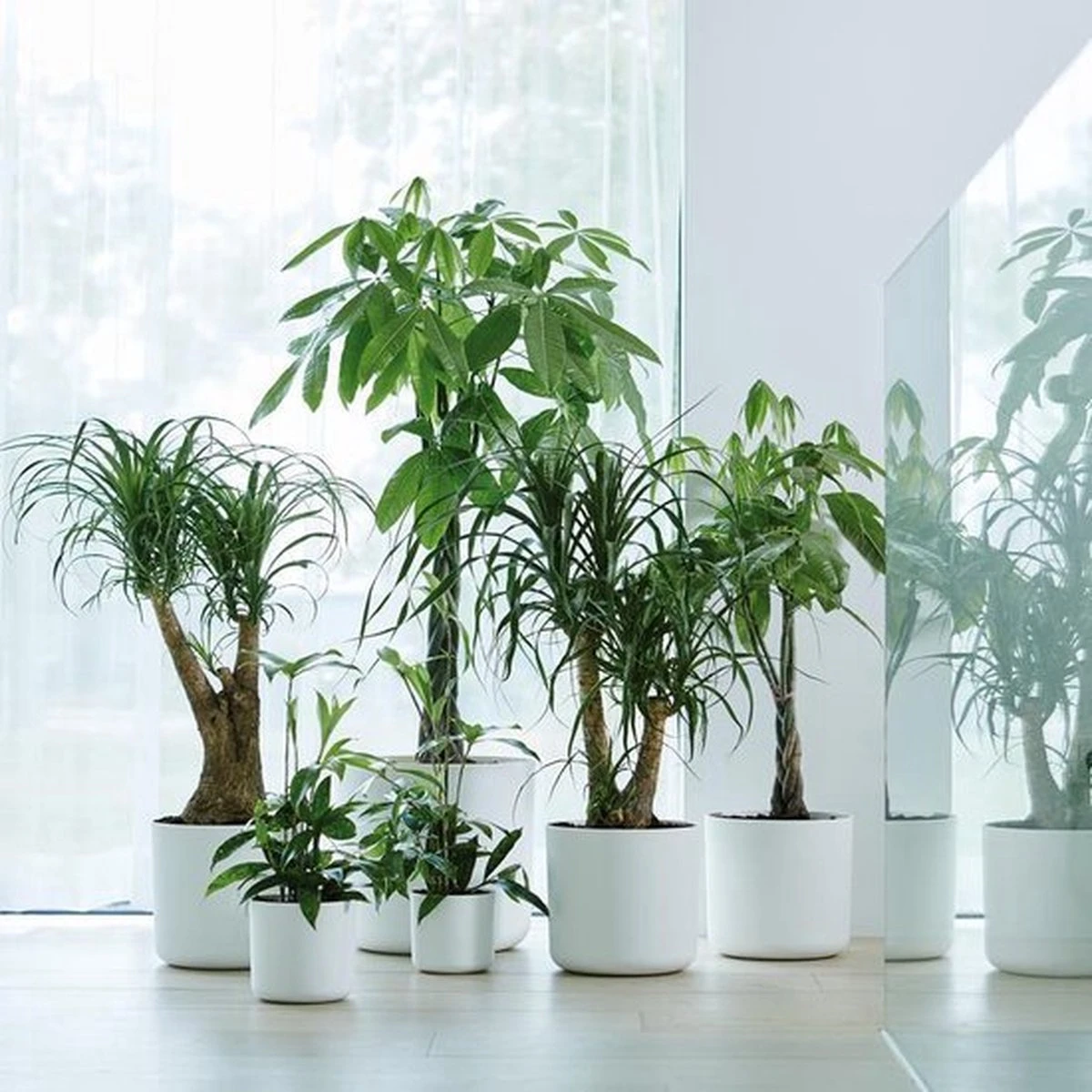 Elho B.for Soft Rond 30 - Bloempot Voor Binnen - Ø 29.5 X H 27.6 Cm - Wit 7 Elho B.for Soft Rond 30 - Bloempot Voor Binnen - Ø 29.5 X H 27.6 Cm - Wit - Afbeelding 7