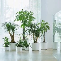 Elho B.for Soft Rond 30 - Bloempot Voor Binnen - Ø 29.5 X H 27.6 Cm - Wit 25 Elho B.for Soft Rond 30 - Bloempot Voor Binnen - Ø 29.5 X H 27.6 Cm - Wit -Tuinwinkel Voor Buitenartikelen 1200x1200 1203