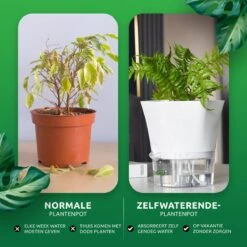 SKYARD® 3 Stuks Zelfwaterende Bloempot Maat M – Milieuvriendelijk Watergeefsysteem Kamerplanten – Zelfwatergevende Pot – Bloempot Met Waterreservoir – Selfwatering Pot – Wit 13 SKYARD® 3 Stuks Zelfwaterende Bloempot Maat M – Milieuvriendelijk Watergeefsysteem Kamerplanten – Zelfwatergevende Pot – Bloempot Met Waterreservoir – Selfwatering Pot – Wit -Tuinwinkel Voor Buitenartikelen 1200x1200 1205