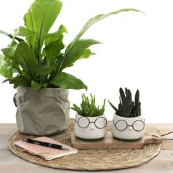 2x Bloempot Met Gezicht - Ø8 X H6,5 Cm - Bloempotten Voor Binnen Met Bril/Face/Hoofd 10 2x Bloempot Met Gezicht - Ø8 X H6,5 Cm - Bloempotten Voor Binnen Met Bril/Face/Hoofd -Tuinwinkel Voor Buitenartikelen 1200x1200 1254