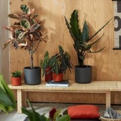 Elho B.for Soft Rond 22 - Bloempot Voor Binnen - Ø 22.3 X H 20.4 Cm - Zwart/Antraciet 7 Elho B.for Soft Rond 22 - Bloempot Voor Binnen - Ø 22.3 X H 20.4 Cm - Zwart/Antraciet -Tuinwinkel Voor Buitenartikelen 1200x1200 1285