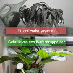 Waterdruppelaar Set Van 6 Stuks - Waterdruppelaar Voor Planten - Watergeefsysteem - Waterbol Irrigatiesysteem - Automatisch Druppelsysteem Voor Kamerplanten & Tuin - Watergever - Doorzichtig - 15cm 13 Waterdruppelaar Set Van 6 Stuks - Waterdruppelaar Voor Planten - Watergeefsysteem - Waterbol Irrigatiesysteem - Automatisch Druppelsysteem Voor Kamerplanten & Tuin - Watergever - Doorzichtig - 15cm -Tuinwinkel Voor Buitenartikelen 1200x1200 274