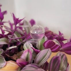 Merkloos JADI - Druppelsysteem - Waterdruppelaar Voor Uw Planten - Set Van 6 Stuks - 3 Grote & 3 Kleine - Transparante Waterbollen -Tuinwinkel Voor Buitenartikelen 1200x1200 348