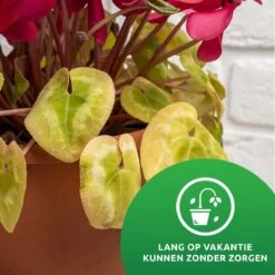 SKYARD® Waterdruppelaar Set Van 10 – Watergeefsysteem Geschikt Binnen (Kamerplanten) En Buiten – Bewateringssysteem Met Instelbare Druppelsnelheid - Irrigatiesysteem - Planten Watergever - Waterbol -Tuinwinkel Voor Buitenartikelen 1200x1200 399