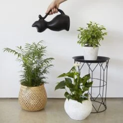 Balvi Meow! Kat Gieter - Zwart 8 Balvi Meow! Kat Gieter - Zwart -Tuinwinkel Voor Buitenartikelen 1200x1200 485