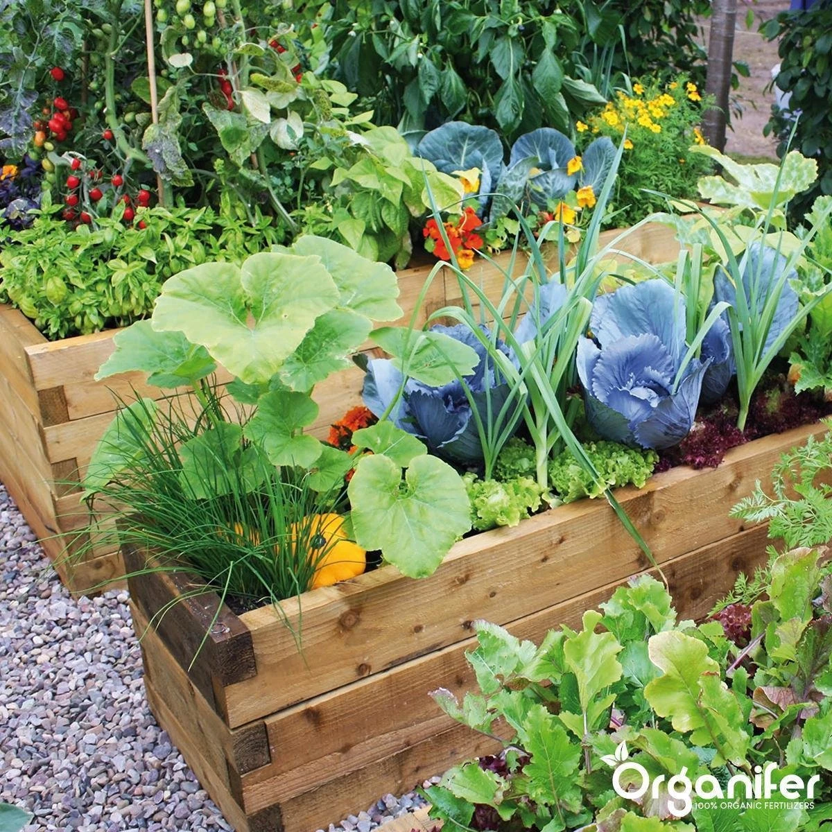 Koemestkorrels 3in1 (20Kg Voor 200m2) Allround Organische Meststof - Direct Opneembare Voeding - Langdurige Werking > 120 Dagen - Geurloos - Verbeterd Bodem - Lavameel Toevoeging - Versterkt Gras En Planten - Organifer 4 Koemestkorrels 3in1 (20Kg Voor 200m2) Allround Organische Meststof - Direct Opneembare Voeding - Langdurige Werking > 120 Dagen - Geurloos - Verbeterd Bodem - Lavameel Toevoeging - Versterkt Gras En Planten - Organifer - Afbeelding 4