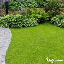 Koemestkorrels 3in1 (20Kg Voor 200m2) Allround Organische Meststof - Direct Opneembare Voeding - Langdurige Werking > 120 Dagen - Geurloos - Verbeterd Bodem - Lavameel Toevoeging - Versterkt Gras En Planten - Organifer 15 Koemestkorrels 3in1 (20Kg Voor 200m2) Allround Organische Meststof - Direct Opneembare Voeding - Langdurige Werking > 120 Dagen - Geurloos - Verbeterd Bodem - Lavameel Toevoeging - Versterkt Gras En Planten - Organifer -Tuinwinkel Voor Buitenartikelen 1200x1200 501