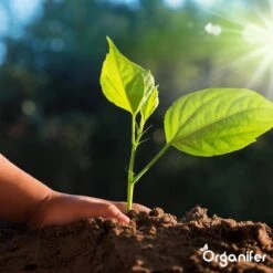 Koemestkorrels 3in1 (20Kg Voor 200m2) Allround Organische Meststof - Direct Opneembare Voeding - Langdurige Werking > 120 Dagen - Geurloos - Verbeterd Bodem - Lavameel Toevoeging - Versterkt Gras En Planten - Organifer 17 Koemestkorrels 3in1 (20Kg Voor 200m2) Allround Organische Meststof - Direct Opneembare Voeding - Langdurige Werking > 120 Dagen - Geurloos - Verbeterd Bodem - Lavameel Toevoeging - Versterkt Gras En Planten - Organifer -Tuinwinkel Voor Buitenartikelen 1200x1200 503