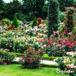 Koemestkorrels 3in1 (20Kg Voor 200m2) Allround Organische Meststof - Direct Opneembare Voeding - Langdurige Werking > 120 Dagen - Geurloos - Verbeterd Bodem - Lavameel Toevoeging - Versterkt Gras En Planten - Organifer 18 Koemestkorrels 3in1 (20Kg Voor 200m2) Allround Organische Meststof - Direct Opneembare Voeding - Langdurige Werking > 120 Dagen - Geurloos - Verbeterd Bodem - Lavameel Toevoeging - Versterkt Gras En Planten - Organifer -Tuinwinkel Voor Buitenartikelen 1200x1200 504