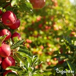 Koemestkorrels 3in1 (20Kg Voor 200m2) Allround Organische Meststof - Direct Opneembare Voeding - Langdurige Werking > 120 Dagen - Geurloos - Verbeterd Bodem - Lavameel Toevoeging - Versterkt Gras En Planten - Organifer 20 Koemestkorrels 3in1 (20Kg Voor 200m2) Allround Organische Meststof - Direct Opneembare Voeding - Langdurige Werking > 120 Dagen - Geurloos - Verbeterd Bodem - Lavameel Toevoeging - Versterkt Gras En Planten - Organifer -Tuinwinkel Voor Buitenartikelen 1200x1200 506