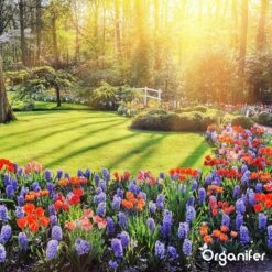 Koemestkorrels 3in1 (20Kg Voor 200m2) Allround Organische Meststof - Direct Opneembare Voeding - Langdurige Werking > 120 Dagen - Geurloos - Verbeterd Bodem - Lavameel Toevoeging - Versterkt Gras En Planten - Organifer 21 Koemestkorrels 3in1 (20Kg Voor 200m2) Allround Organische Meststof - Direct Opneembare Voeding - Langdurige Werking > 120 Dagen - Geurloos - Verbeterd Bodem - Lavameel Toevoeging - Versterkt Gras En Planten - Organifer -Tuinwinkel Voor Buitenartikelen 1200x1200 507