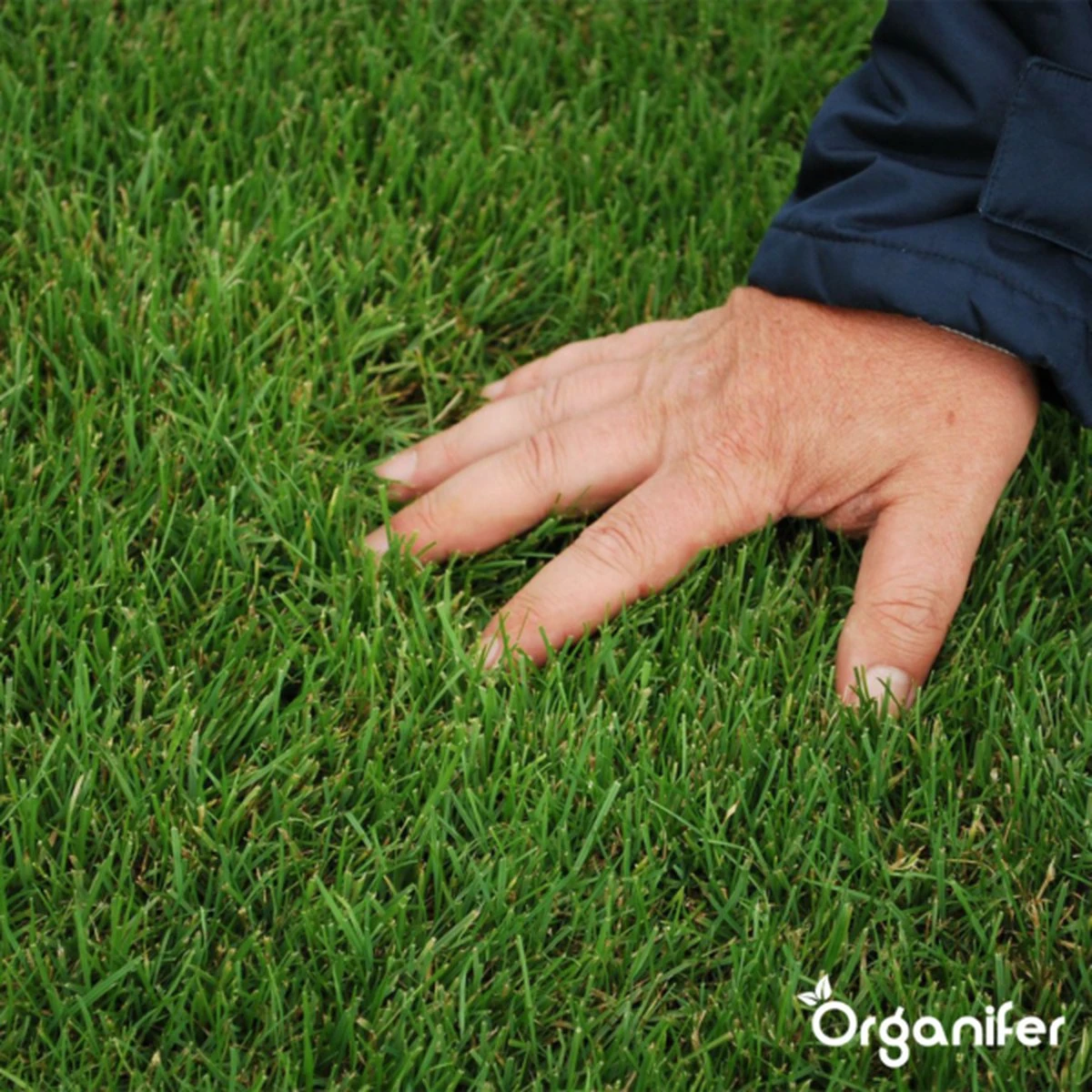 IJzersulfaat Meststof – Mos Verwijderaar – 5kg -Voor 250m2 (organifer) 2 IJzersulfaat Meststof – Mos Verwijderaar – 5kg -Voor 250m2 (organifer) - Afbeelding 2