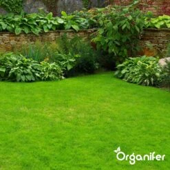 IJzersulfaat Meststof – Mos Verwijderaar – 5kg -Voor 250m2 (organifer) 14 IJzersulfaat Meststof – Mos Verwijderaar – 5kg -Voor 250m2 (organifer) -Tuinwinkel Voor Buitenartikelen 1200x1200 516