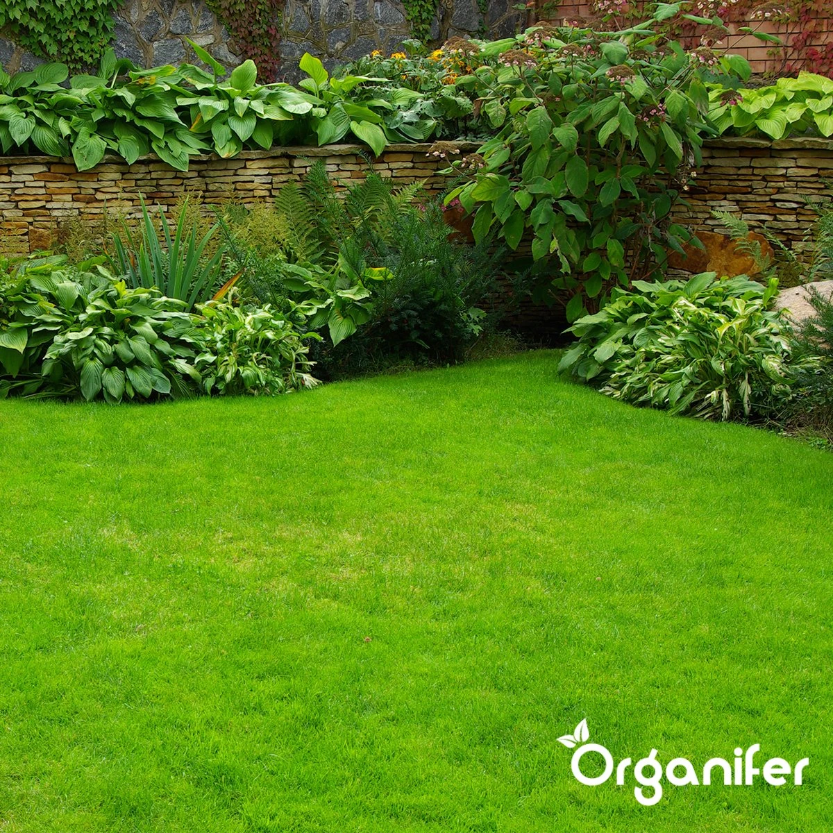 IJzersulfaat Meststof – Mos Verwijderaar – 5kg -Voor 250m2 (organifer) 3 IJzersulfaat Meststof – Mos Verwijderaar – 5kg -Voor 250m2 (organifer) - Afbeelding 3