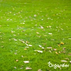 IJzersulfaat Meststof – Mos Verwijderaar – 5kg -Voor 250m2 (organifer) 17 IJzersulfaat Meststof – Mos Verwijderaar – 5kg -Voor 250m2 (organifer) -Tuinwinkel Voor Buitenartikelen 1200x1200 519