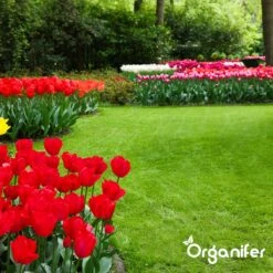 IJzersulfaat Meststof – Mos Verwijderaar – 5kg -Voor 250m2 (organifer) 20 IJzersulfaat Meststof – Mos Verwijderaar – 5kg -Voor 250m2 (organifer) -Tuinwinkel Voor Buitenartikelen 1200x1200 522