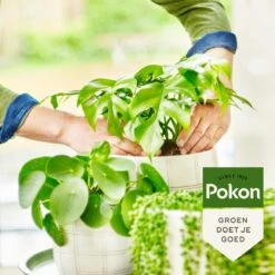 Pokon Bio Groene Planten Voeding - 500ml - Plantenvoeding (bio) - 7ml Per 1L Water -Tuinwinkel Voor Buitenartikelen 1200x1200 526