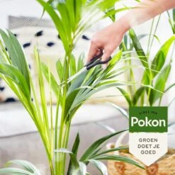 Pokon Bio Palm Voeding - 250ml - Plantenvoeding (bio) - 7ml Per 1L Water -Tuinwinkel Voor Buitenartikelen 1200x1200 531