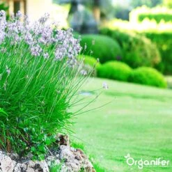 Lavameel Uit Eifel Oergesteente (20Kg Voor 200m2) Organifer -Tuinwinkel Voor Buitenartikelen 1200x1200 540