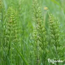 Lavameel Uit Eifel Oergesteente (20Kg Voor 200m2) Organifer -Tuinwinkel Voor Buitenartikelen 1200x1200 544