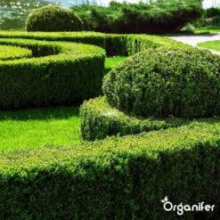 Lavameel Uit Eifel Oergesteente (20Kg Voor 200m2) Organifer -Tuinwinkel Voor Buitenartikelen 1200x1200 546