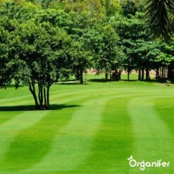 Kalk Korrel Meststof Verrijkt Met Magnesium (5Kg - Voor 100m2) Voor Dieper Bladgroen (+PH) Speciaal Voor Gazon, Perken, Moestuin En Openbaar Groen - Organifer 27 Kalk Korrel Meststof Verrijkt Met Magnesium (5Kg - Voor 100m2) Voor Dieper Bladgroen (+PH) Speciaal Voor Gazon, Perken, Moestuin En Openbaar Groen - Organifer -Tuinwinkel Voor Buitenartikelen 1200x1200 564