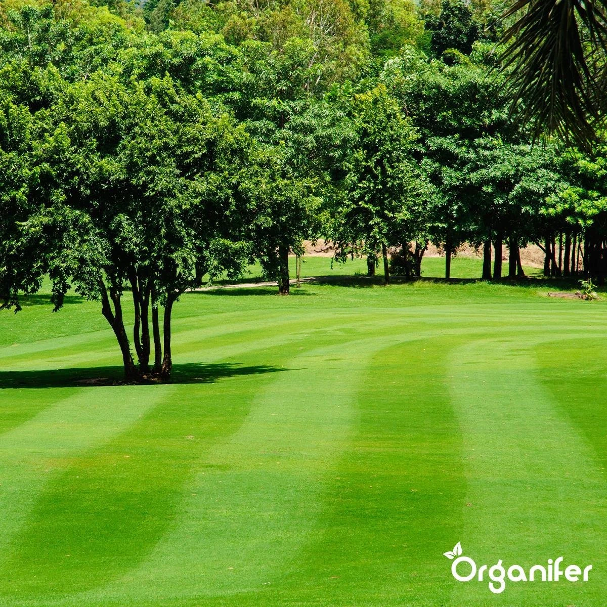 Kalk Korrel Meststof Verrijkt Met Magnesium (5Kg - Voor 100m2) Voor Dieper Bladgroen (+PH) Speciaal Voor Gazon, Perken, Moestuin En Openbaar Groen - Organifer 12 Kalk Korrel Meststof Verrijkt Met Magnesium (5Kg - Voor 100m2) Voor Dieper Bladgroen (+PH) Speciaal Voor Gazon, Perken, Moestuin En Openbaar Groen - Organifer - Afbeelding 12
