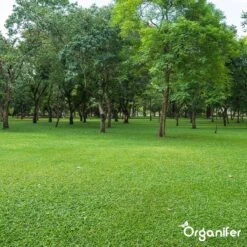 Kalk Korrel Meststof Verrijkt Met Magnesium (5Kg - Voor 100m2) Voor Dieper Bladgroen (+PH) Speciaal Voor Gazon, Perken, Moestuin En Openbaar Groen - Organifer 29 Kalk Korrel Meststof Verrijkt Met Magnesium (5Kg - Voor 100m2) Voor Dieper Bladgroen (+PH) Speciaal Voor Gazon, Perken, Moestuin En Openbaar Groen - Organifer -Tuinwinkel Voor Buitenartikelen 1200x1200 566