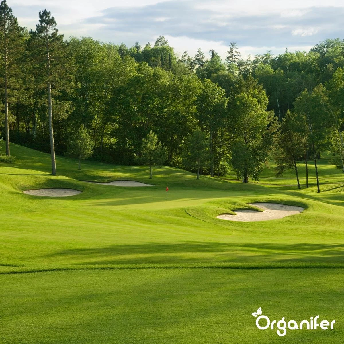 Gazonmest All-In-One (5Kg - Voor 100m2) Voor Een Diepgroen Sterk Gazon Zonder Mos En Onkruid - Complete Meststof Met Kalk En Grasversterker - Organifer 12 Gazonmest All-In-One (5Kg - Voor 100m2) Voor Een Diepgroen Sterk Gazon Zonder Mos En Onkruid - Complete Meststof Met Kalk En Grasversterker - Organifer - Afbeelding 12