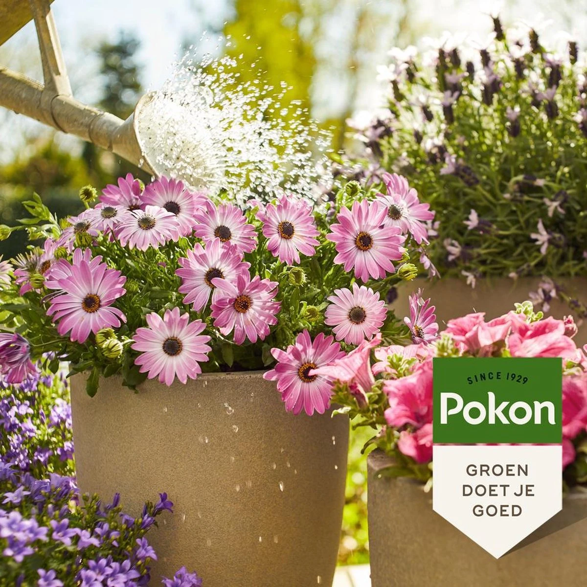 Pokon Terras & Balkonplanten Voeding - 1l - Plantenvoeding - 20ml Per 1L Water 3 Pokon Terras & Balkonplanten Voeding - 1l - Plantenvoeding - 20ml Per 1L Water - Afbeelding 3
