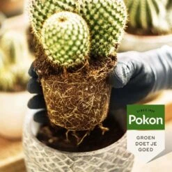 Pokon Cactus & Vetplant Voeding - 250ml - Plantenvoeding - 20ml Per 1L Water -Tuinwinkel Voor Buitenartikelen 1200x1200 605