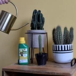 Pokon Cactus & Vetplant Voeding - 250ml - Plantenvoeding - 20ml Per 1L Water -Tuinwinkel Voor Buitenartikelen 1200x1200 606